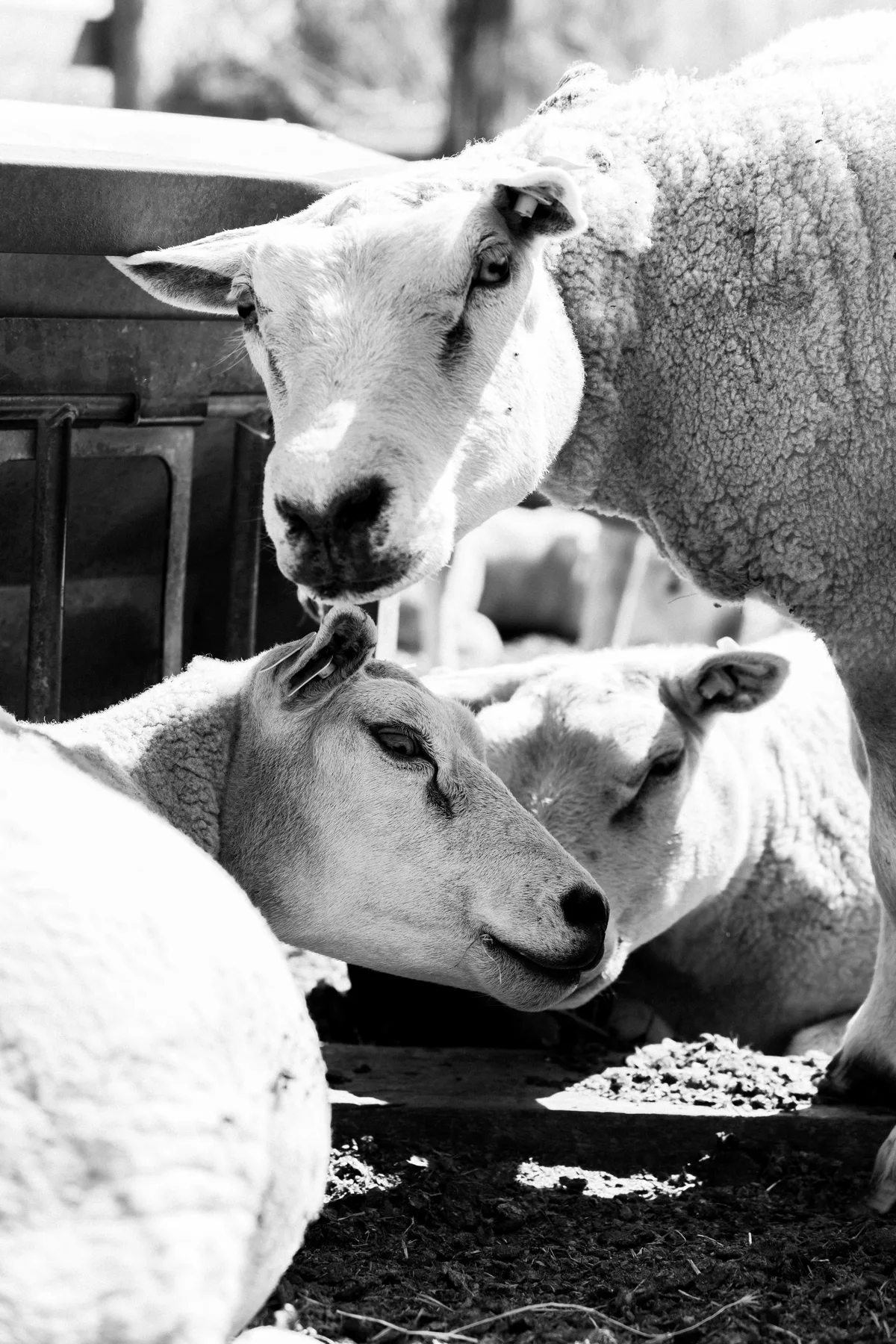 Black and white portrait photograph by Xevi Machado (15)